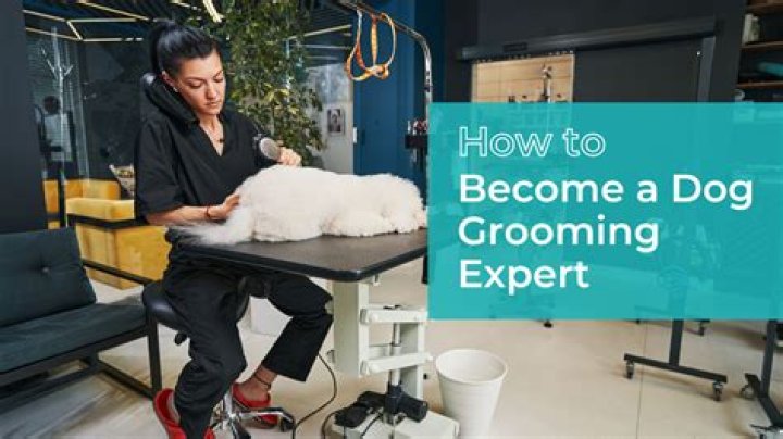 Uncover Hidden Gems And Expert Grooming Tips